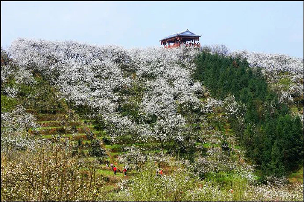 【春天,广西桂林灌阳县向您发出邀请!】我们在灌阳看梨花 - 游山玩水 - 营口生活社区 - 营口28生活网 yk.28life.com