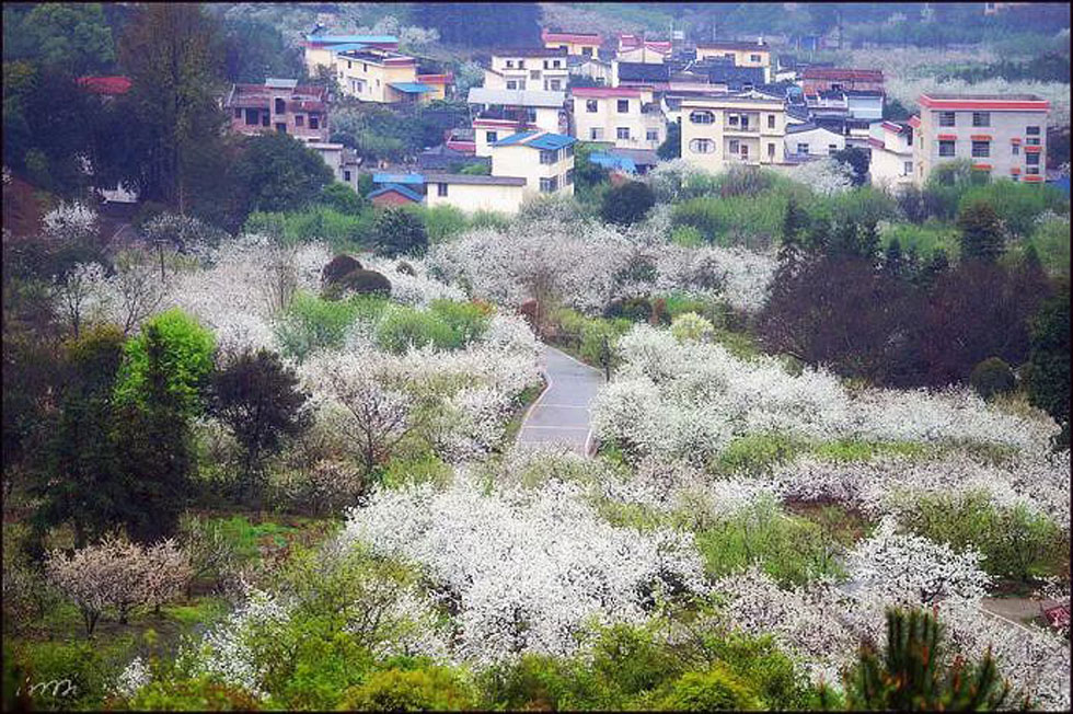 【春天,广西桂林灌阳县向您发出邀请!】我们在灌阳看梨花 - 游山玩水 - 营口生活社区 - 营口28生活网 yk.28life.com