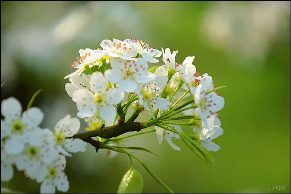 【春天,广西桂林灌阳县向您发出邀请!】我们在灌阳看梨花 - 游山玩水 - 营口生活社区 - 营口28生活网 yk.28life.com