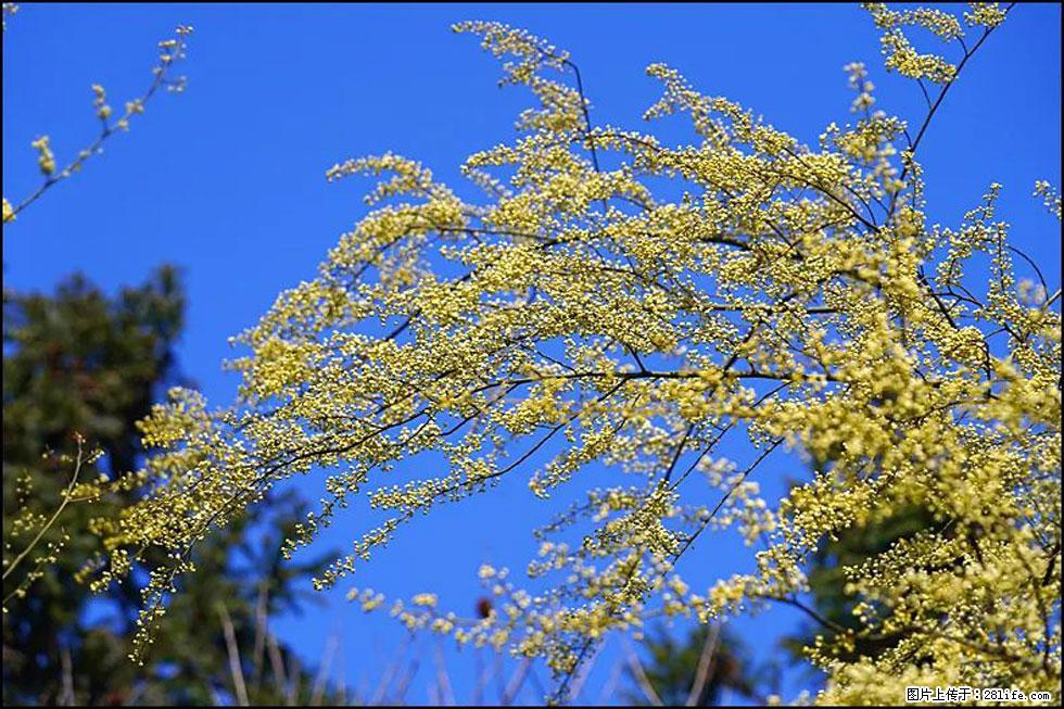 【春天,广西桂林灌阳县向您发出邀请!】米珠山前有片山苍子花在飘香 - 游山玩水 - 营口生活社区 - 营口28生活网 yk.28life.com