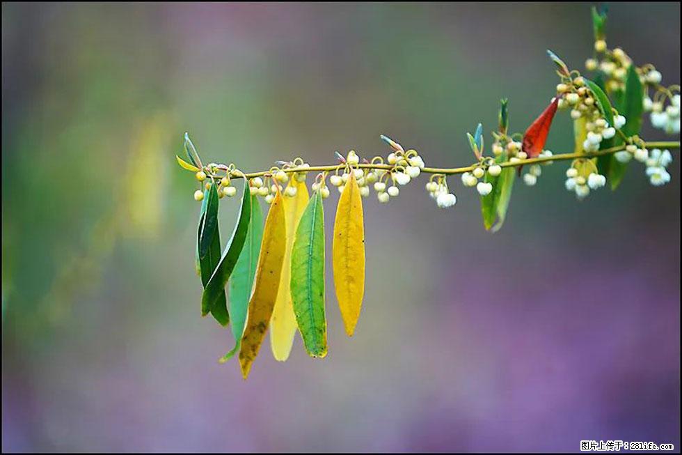 【春天,广西桂林灌阳县向您发出邀请!】米珠山前有片山苍子花在飘香 - 游山玩水 - 营口生活社区 - 营口28生活网 yk.28life.com