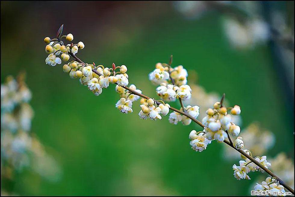 【春天,广西桂林灌阳县向您发出邀请!】米珠山前有片山苍子花在飘香 - 游山玩水 - 营口生活社区 - 营口28生活网 yk.28life.com