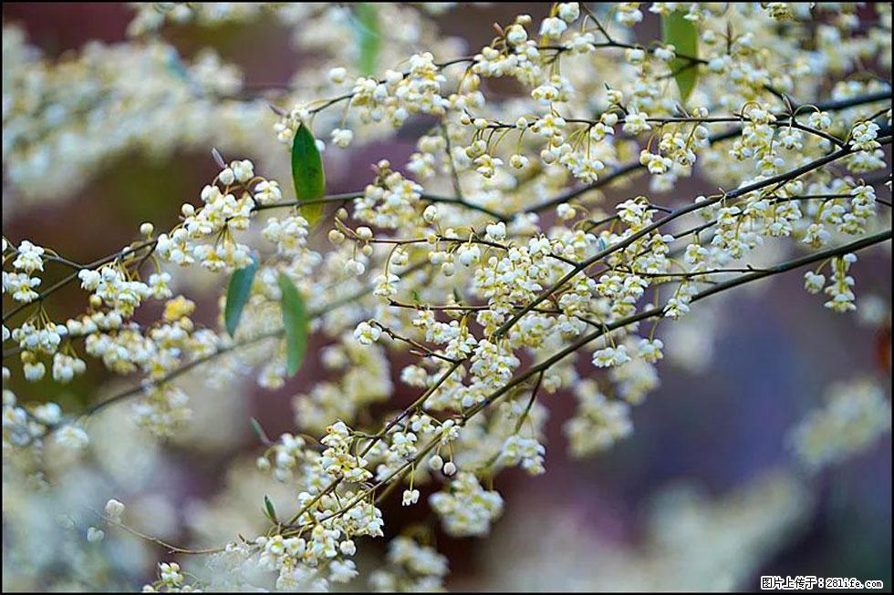 【春天,广西桂林灌阳县向您发出邀请!】米珠山前有片山苍子花在飘香 - 游山玩水 - 营口生活社区 - 营口28生活网 yk.28life.com
