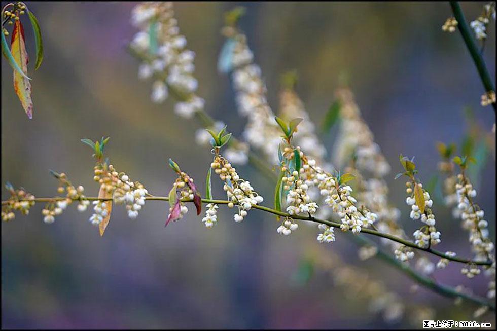 【春天,广西桂林灌阳县向您发出邀请!】米珠山前有片山苍子花在飘香 - 游山玩水 - 营口生活社区 - 营口28生活网 yk.28life.com