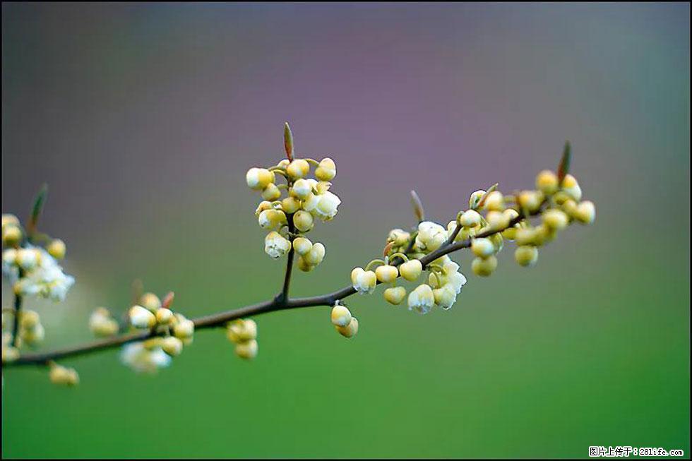 【春天,广西桂林灌阳县向您发出邀请!】米珠山前有片山苍子花在飘香 - 游山玩水 - 营口生活社区 - 营口28生活网 yk.28life.com