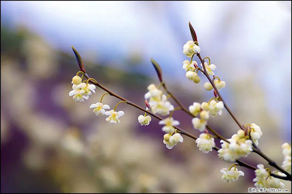 【春天,广西桂林灌阳县向您发出邀请!】米珠山前有片山苍子花在飘香 - 游山玩水 - 营口生活社区 - 营口28生活网 yk.28life.com