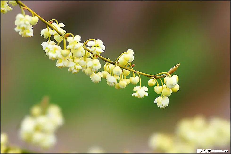 【春天,广西桂林灌阳县向您发出邀请!】米珠山前有片山苍子花在飘香 - 游山玩水 - 营口生活社区 - 营口28生活网 yk.28life.com