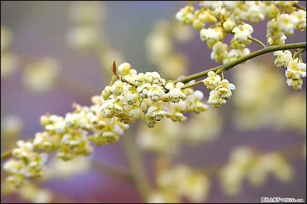 【春天,广西桂林灌阳县向您发出邀请!】米珠山前有片山苍子花在飘香 - 游山玩水 - 营口生活社区 - 营口28生活网 yk.28life.com