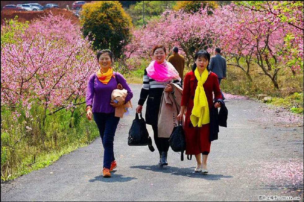 【春天,广西桂林灌阳县向您发出邀请!】官庄村有个醉美的桃花园 - 游山玩水 - 营口生活社区 - 营口28生活网 yk.28life.com