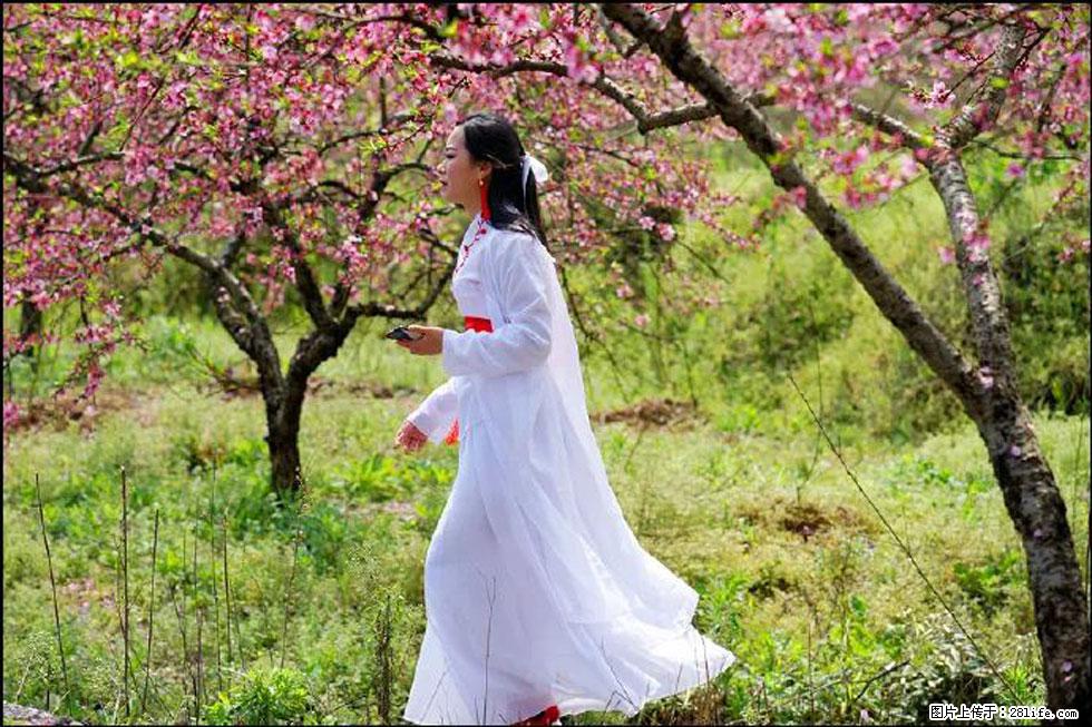 【春天,广西桂林灌阳县向您发出邀请!】官庄村有个醉美的桃花园 - 游山玩水 - 营口生活社区 - 营口28生活网 yk.28life.com