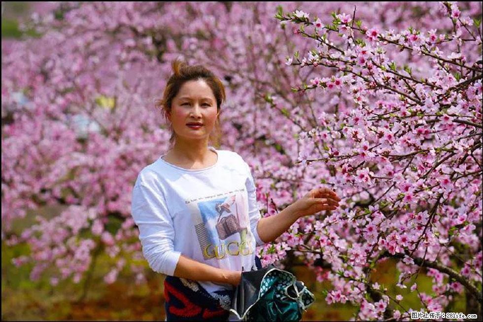 【春天,广西桂林灌阳县向您发出邀请!】官庄村有个醉美的桃花园 - 游山玩水 - 营口生活社区 - 营口28生活网 yk.28life.com