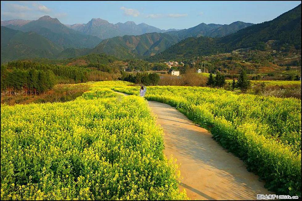 【春天,广西桂林灌阳县向您发出邀请!】长坪村油菜盛情花开 - 游山玩水 - 营口生活社区 - 营口28生活网 yk.28life.com