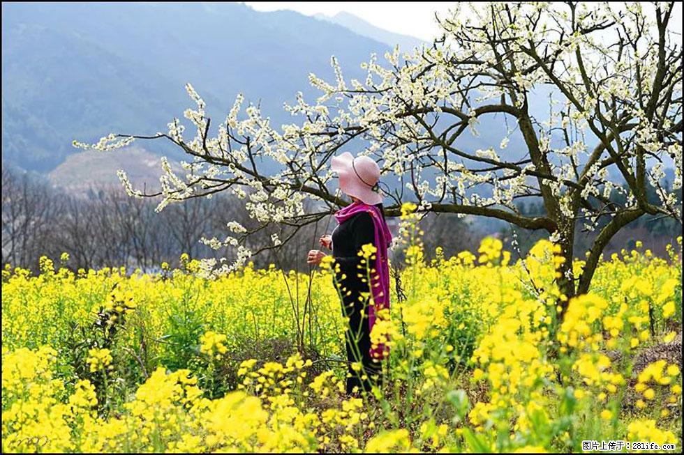 【春天,广西桂林灌阳县向您发出邀请!】长坪村油菜盛情花开 - 游山玩水 - 营口生活社区 - 营口28生活网 yk.28life.com