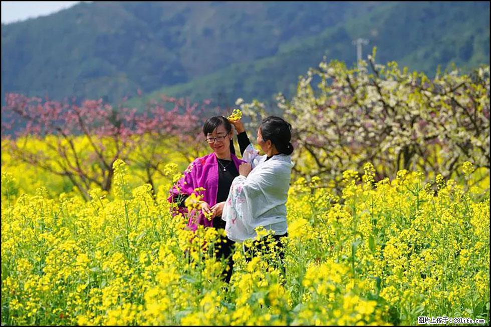 【春天,广西桂林灌阳县向您发出邀请!】长坪村油菜盛情花开 - 游山玩水 - 营口生活社区 - 营口28生活网 yk.28life.com