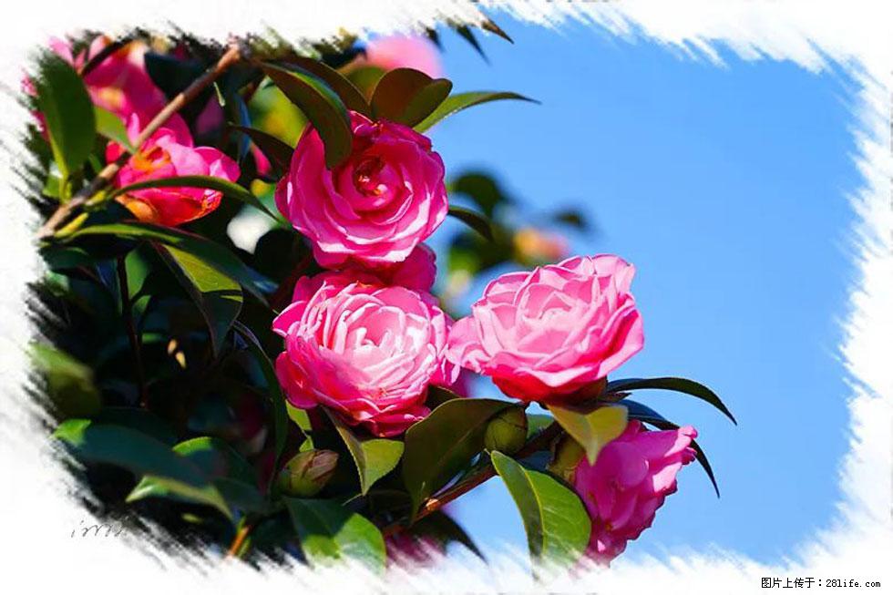 【春天,广西桂林灌阳县向您发出邀请!】杨柳井茶花惹人爱 - 游山玩水 - 营口生活社区 - 营口28生活网 yk.28life.com