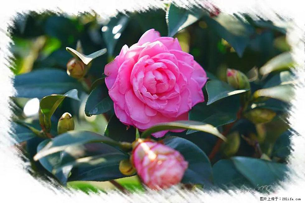 【春天,广西桂林灌阳县向您发出邀请!】杨柳井茶花惹人爱 - 游山玩水 - 营口生活社区 - 营口28生活网 yk.28life.com