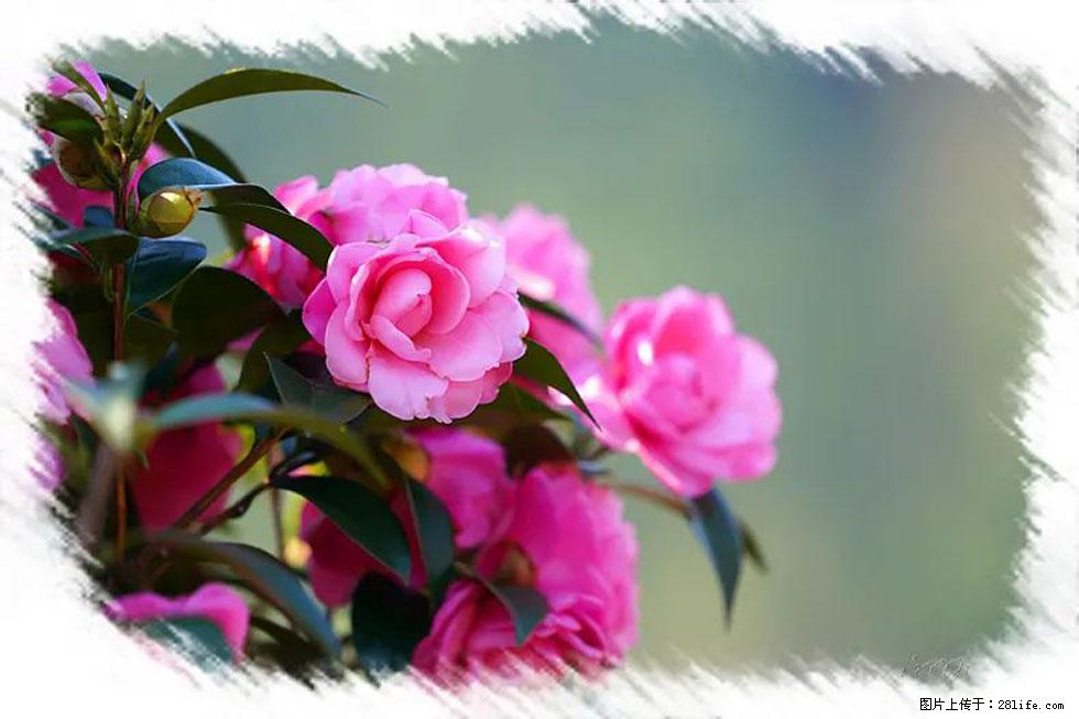【春天,广西桂林灌阳县向您发出邀请!】杨柳井茶花惹人爱 - 游山玩水 - 营口生活社区 - 营口28生活网 yk.28life.com