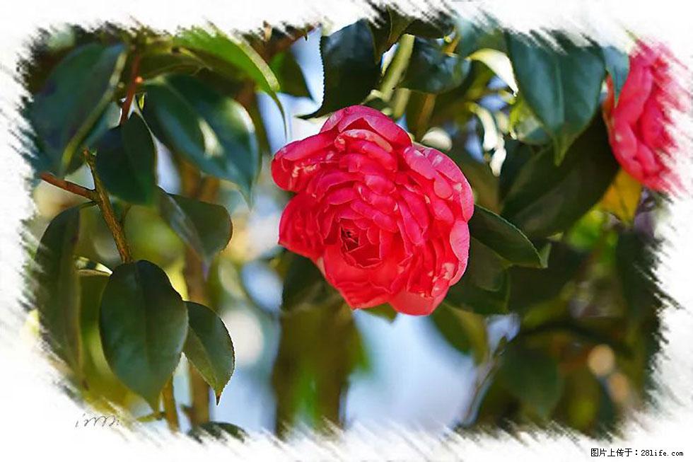 【春天,广西桂林灌阳县向您发出邀请!】杨柳井茶花惹人爱 - 游山玩水 - 营口生活社区 - 营口28生活网 yk.28life.com
