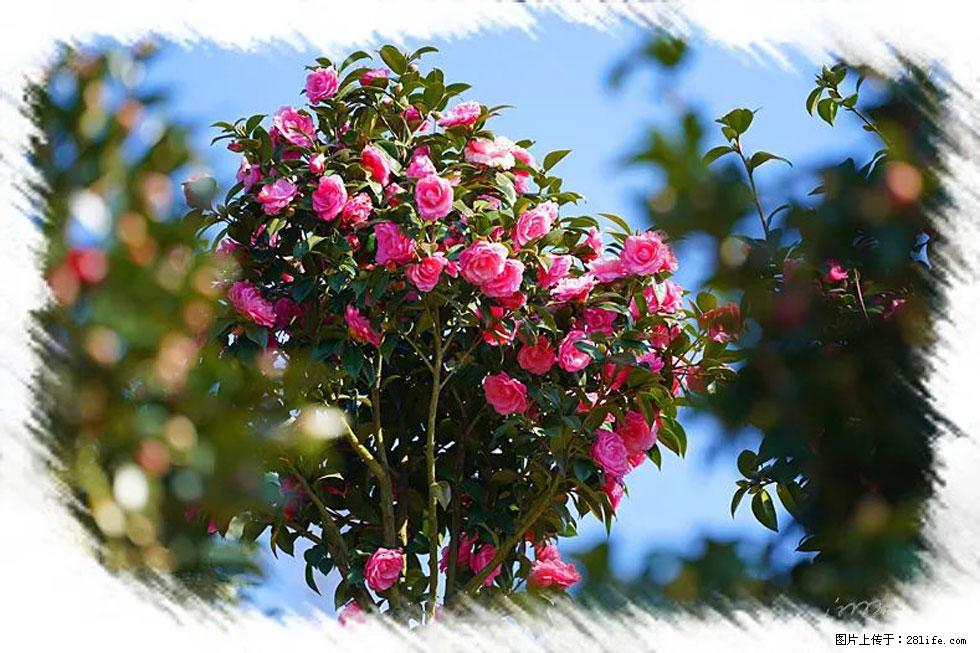 【春天,广西桂林灌阳县向您发出邀请!】杨柳井茶花惹人爱 - 游山玩水 - 营口生活社区 - 营口28生活网 yk.28life.com