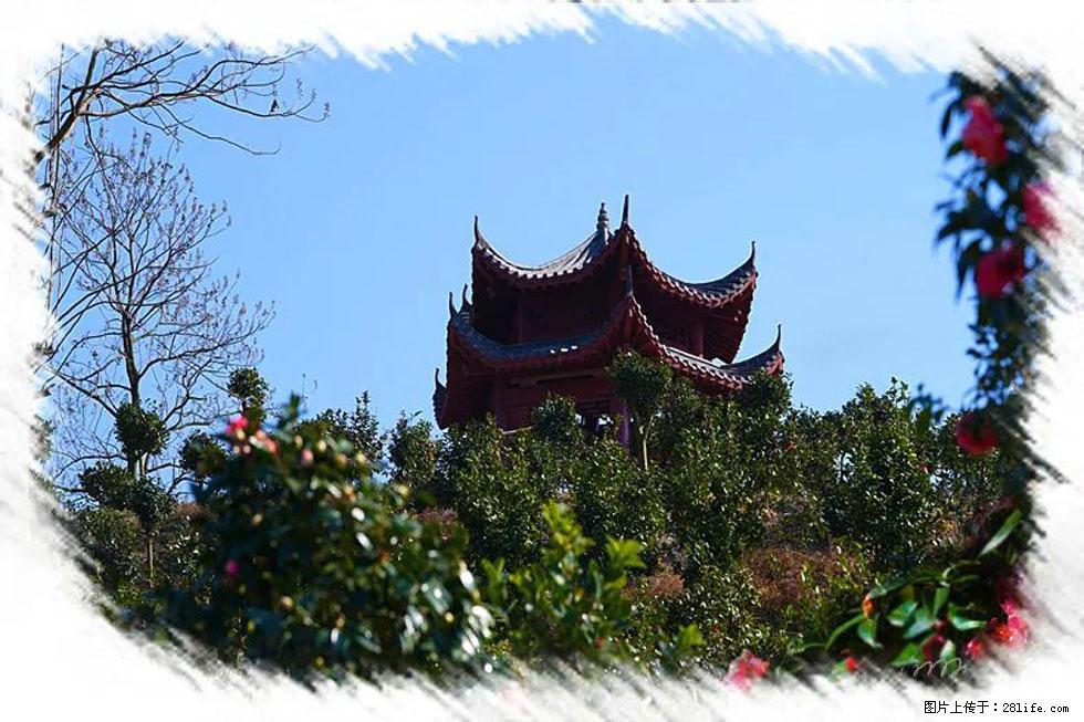 【春天,广西桂林灌阳县向您发出邀请!】杨柳井茶花惹人爱 - 游山玩水 - 营口生活社区 - 营口28生活网 yk.28life.com