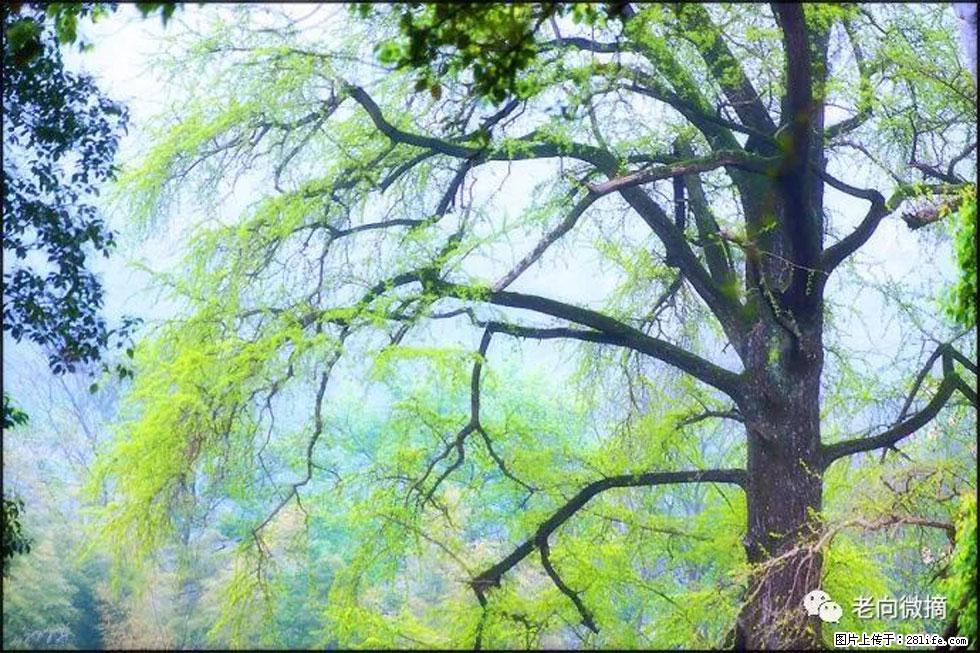 【春天,广西桂林灌阳县向您发出邀请!】在小龙村与春天约会 - 游山玩水 - 营口生活社区 - 营口28生活网 yk.28life.com
