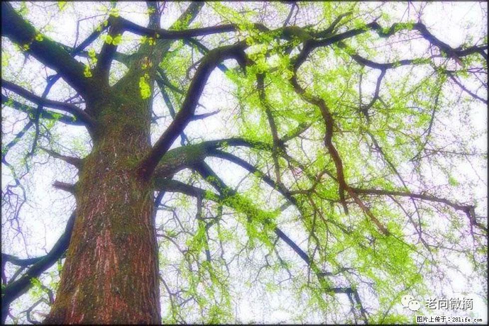 【春天,广西桂林灌阳县向您发出邀请!】在小龙村与春天约会 - 游山玩水 - 营口生活社区 - 营口28生活网 yk.28life.com