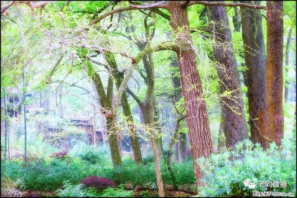 【春天,广西桂林灌阳县向您发出邀请!】在小龙村与春天约会 - 游山玩水 - 营口生活社区 - 营口28生活网 yk.28life.com