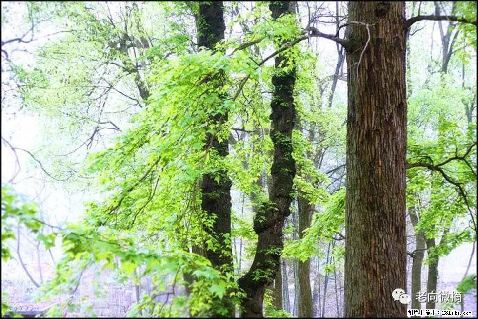 【春天,广西桂林灌阳县向您发出邀请!】在小龙村与春天约会 - 游山玩水 - 营口生活社区 - 营口28生活网 yk.28life.com