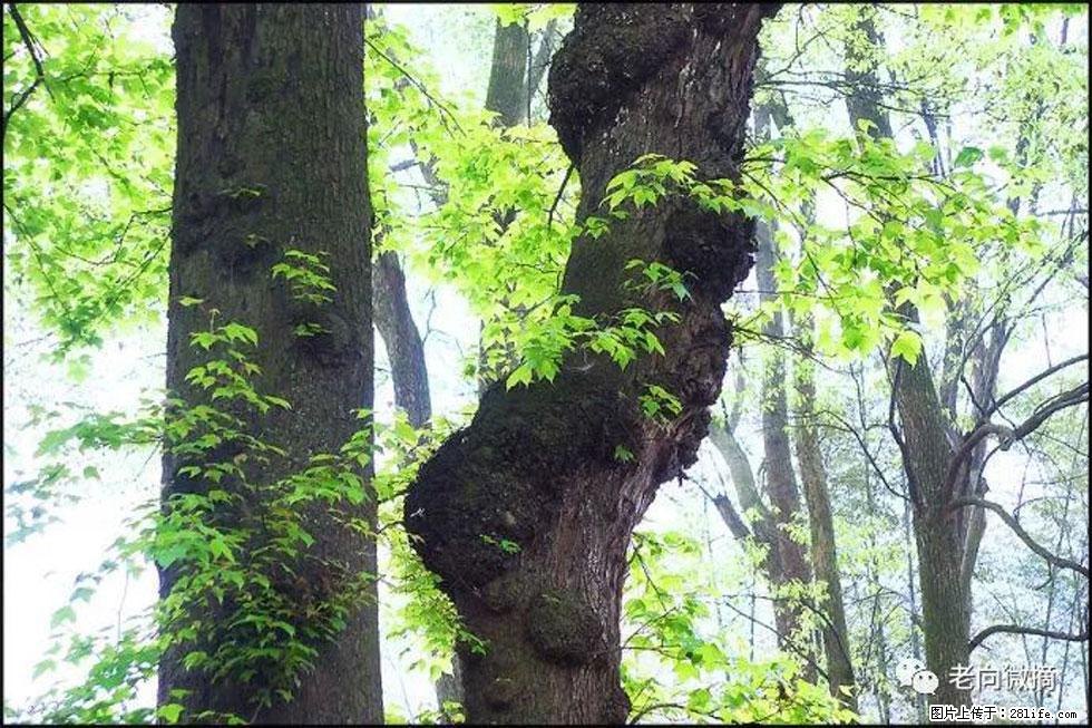 【春天,广西桂林灌阳县向您发出邀请!】在小龙村与春天约会 - 游山玩水 - 营口生活社区 - 营口28生活网 yk.28life.com