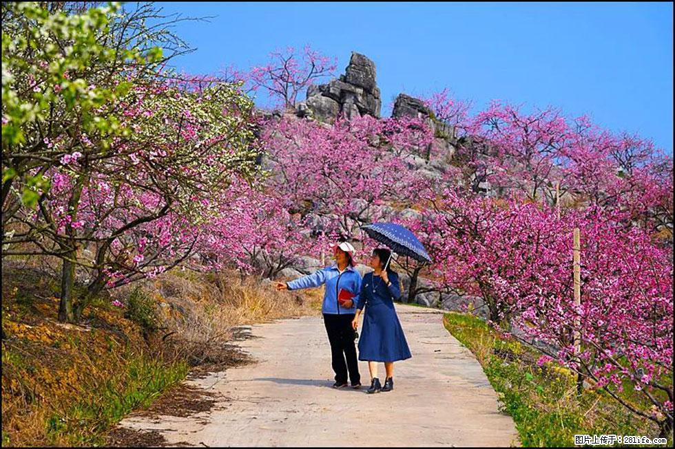【春天,广西桂林灌阳县向您发出邀请!】望月岭上桃花开 - 游山玩水 - 营口生活社区 - 营口28生活网 yk.28life.com