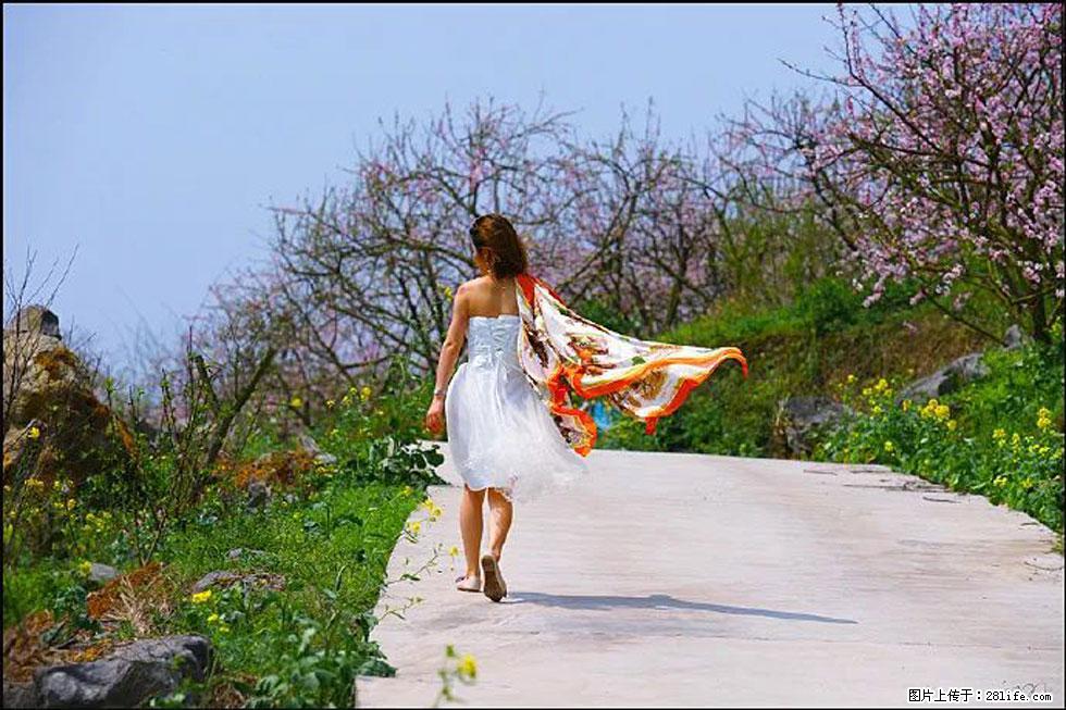 【春天,广西桂林灌阳县向您发出邀请!】望月岭上桃花开 - 游山玩水 - 营口生活社区 - 营口28生活网 yk.28life.com