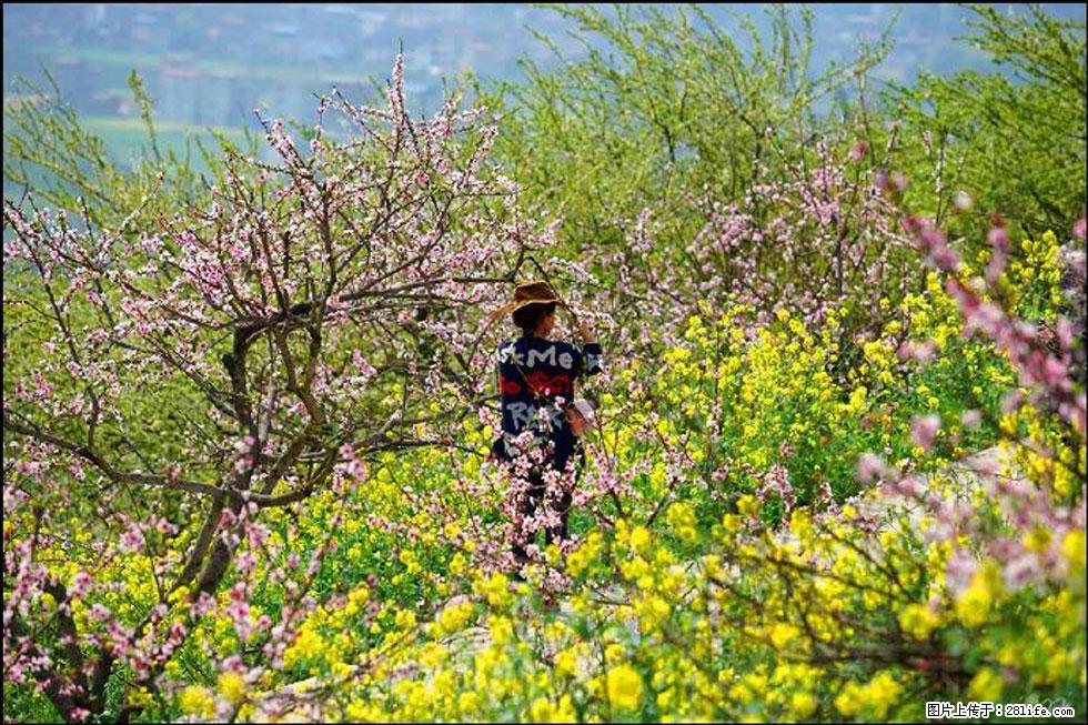 【春天,广西桂林灌阳县向您发出邀请!】望月岭上桃花开 - 游山玩水 - 营口生活社区 - 营口28生活网 yk.28life.com