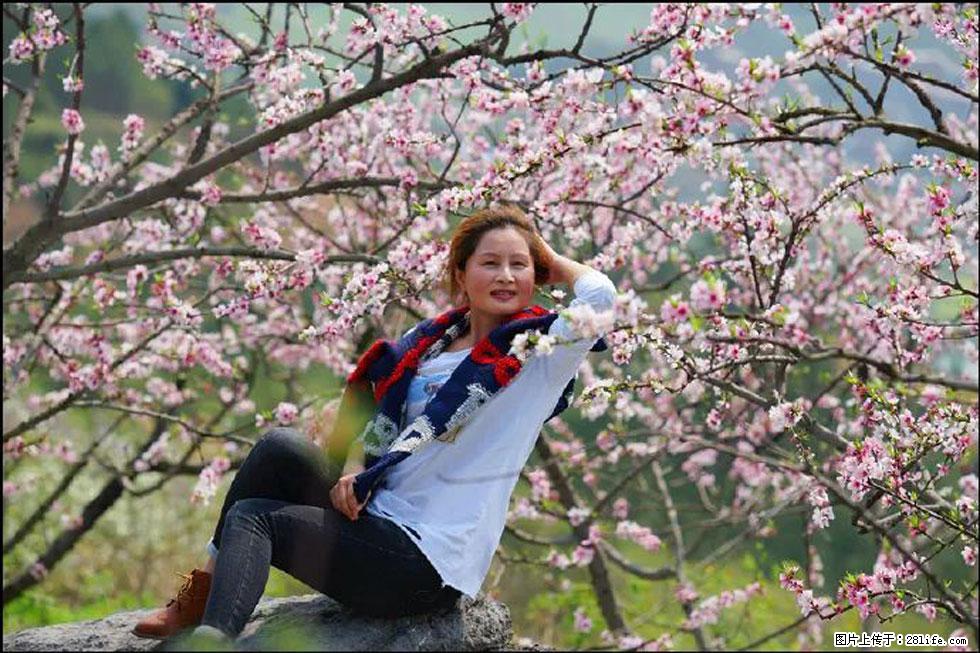 【春天,广西桂林灌阳县向您发出邀请!】望月岭上桃花开 - 游山玩水 - 营口生活社区 - 营口28生活网 yk.28life.com