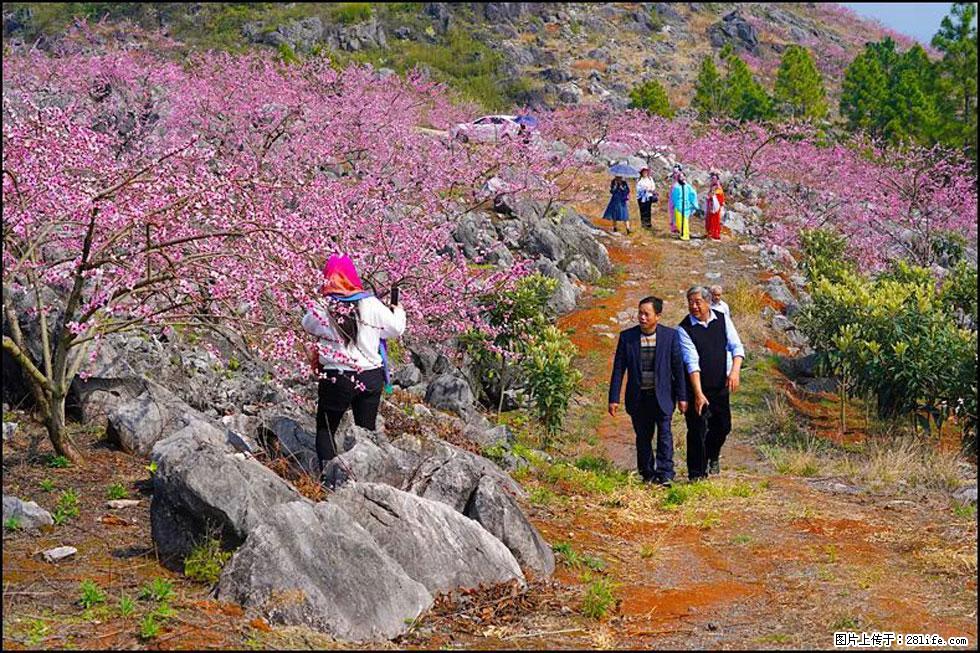 【春天,广西桂林灌阳县向您发出邀请!】望月岭上桃花开 - 游山玩水 - 营口生活社区 - 营口28生活网 yk.28life.com