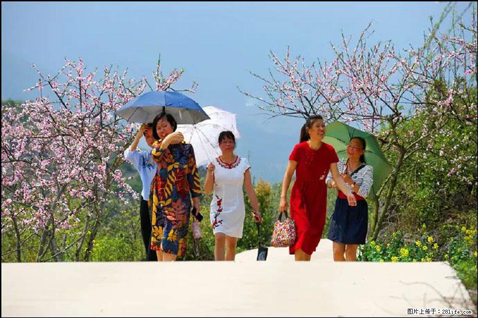 【春天,广西桂林灌阳县向您发出邀请!】望月岭上桃花开 - 游山玩水 - 营口生活社区 - 营口28生活网 yk.28life.com