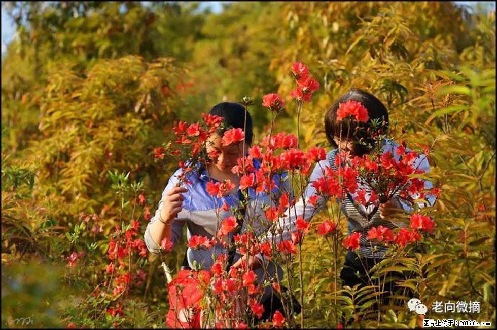 【春天，广西桂林灌阳县向您发出邀请！】登麒麟山，相约映山红 - 游山玩水 - 营口生活社区 - 营口28生活网 yk.28life.com