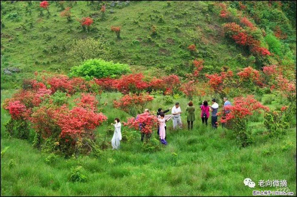 【春天,广西桂林灌阳县向您发出邀请!】宝盖山上映山红 - 游山玩水 - 营口生活社区 - 营口28生活网 yk.28life.com