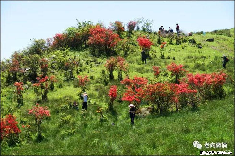 【春天,广西桂林灌阳县向您发出邀请!】宝盖山上映山红 - 游山玩水 - 营口生活社区 - 营口28生活网 yk.28life.com