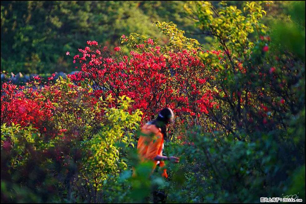 【春天,广西桂林灌阳县向您发出邀请!】春木界上映山红 - 游山玩水 - 营口生活社区 - 营口28生活网 yk.28life.com