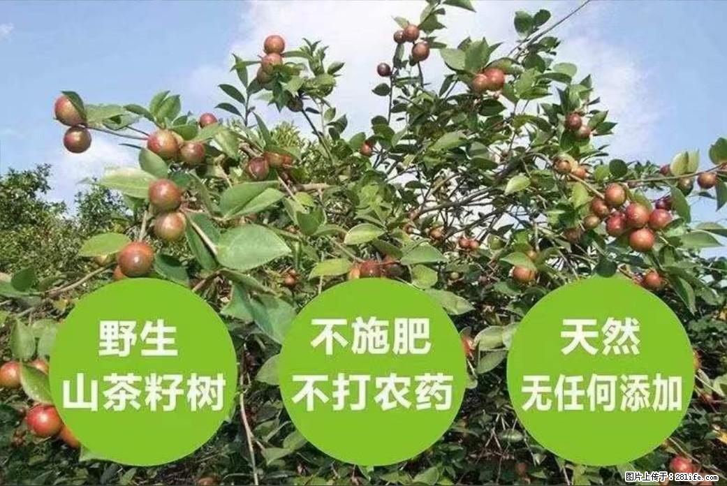 【灌阳县油茶产业示范区】一个有着充实的精神生活的人,对待身外之物自会有一种淡泊的态度 - 美食天地 - 营口生活社区 - 营口28生活网 yk.28life.com