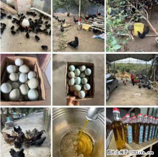 油茶园从小鸡仔开始养起的纯土鸡、土鸡蛋可以预定啦!还有前几天刚榨的纯山茶油哦 - 营口28生活网 yk.28life.com