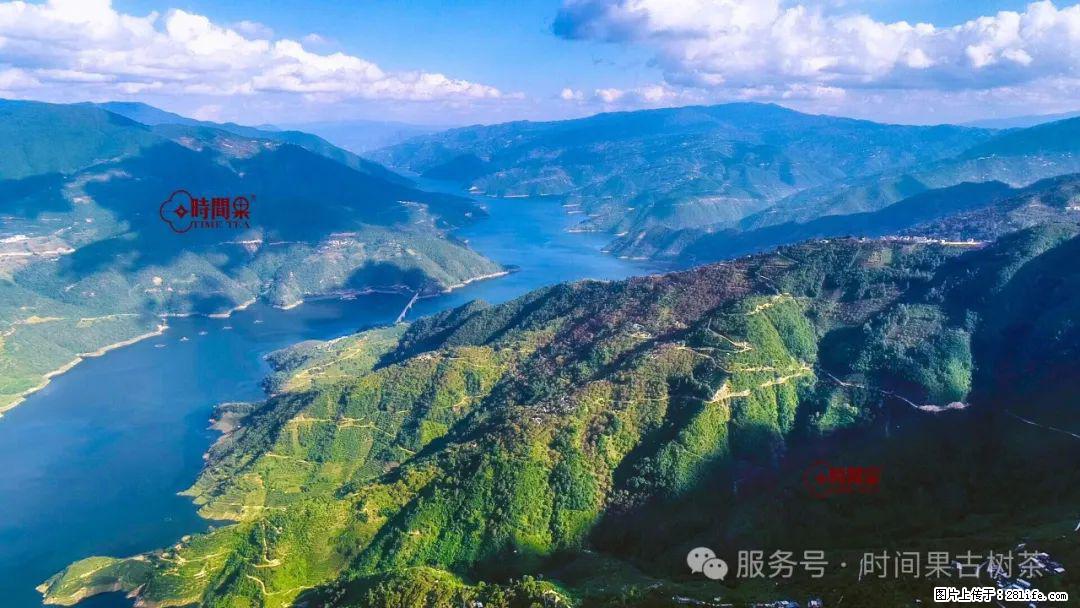 时间果百年古树龙珠普洱生茶 - 购物交流 - 营口生活社区 - 营口28生活网 yk.28life.com