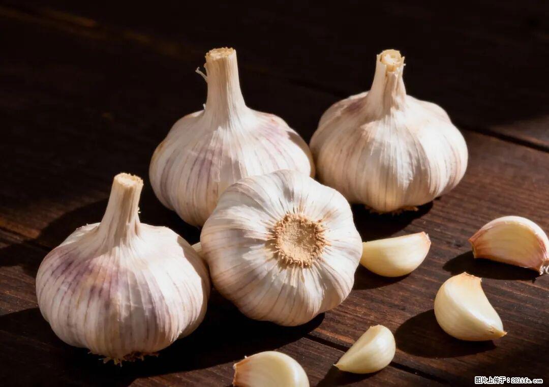 关于大蒜，除了“天然抗生素”，这4个谣言更该警惕! - 营口生活资讯 - 营口28生活网 yk.28life.com