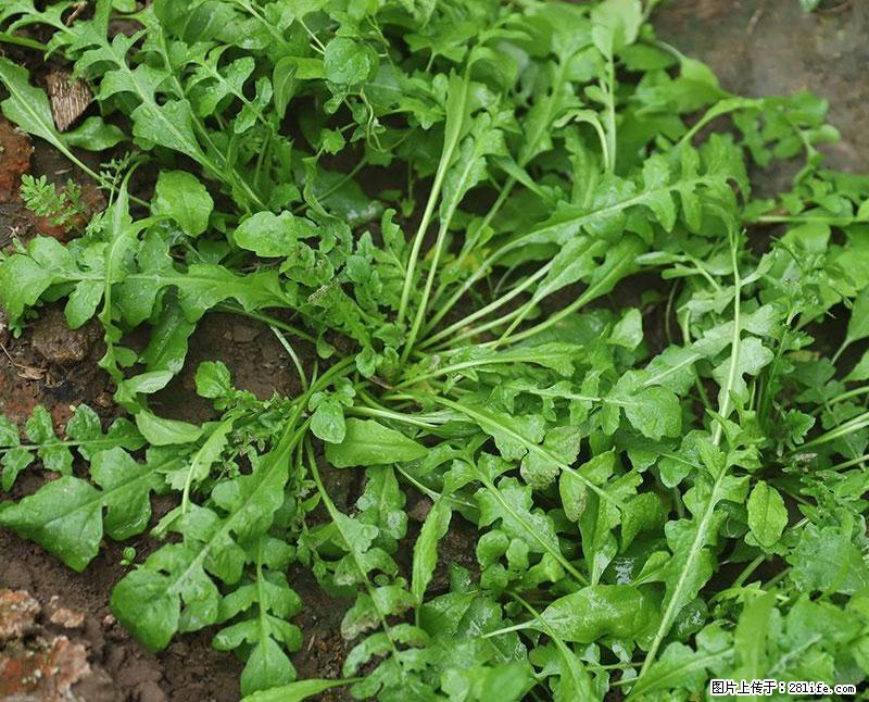 这些蔬菜是“天然钙片”，这6种被医生重点推荐 - 营口生活资讯 - 营口28生活网 yk.28life.com