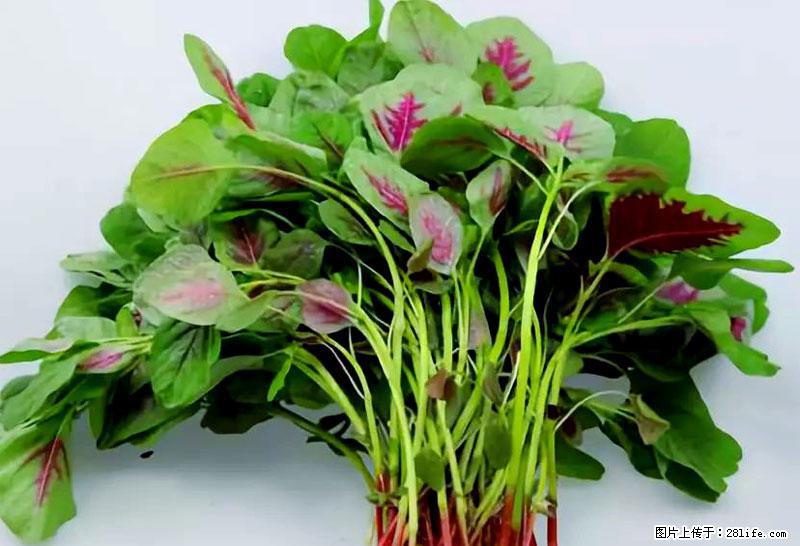 这些蔬菜是“天然钙片”，这6种被医生重点推荐 - 营口生活资讯 - 营口28生活网 yk.28life.com