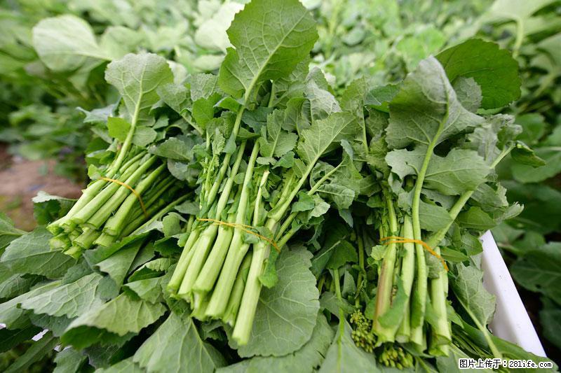 这些蔬菜是“天然钙片”，这6种被医生重点推荐 - 营口生活资讯 - 营口28生活网 yk.28life.com